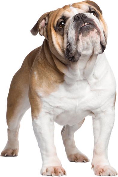 Standing Bulldog Png File (black, beige)