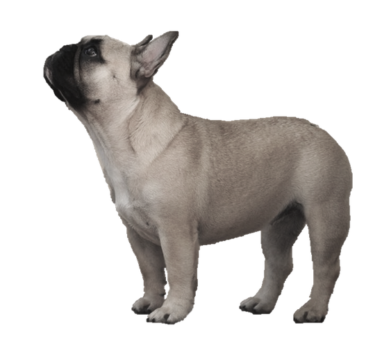 Standing Bulldog Png Image (gray, black)