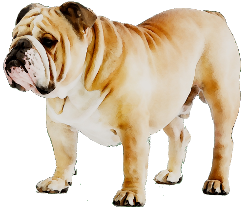 Standing Bulldog Transparent Background (pink, beige, black)