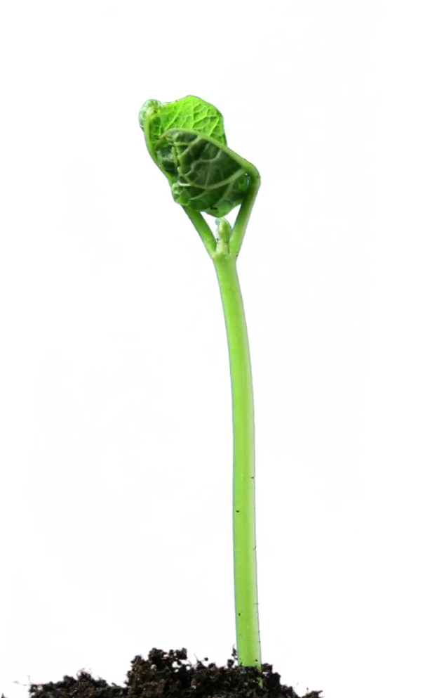 Stem Png Hd (white)