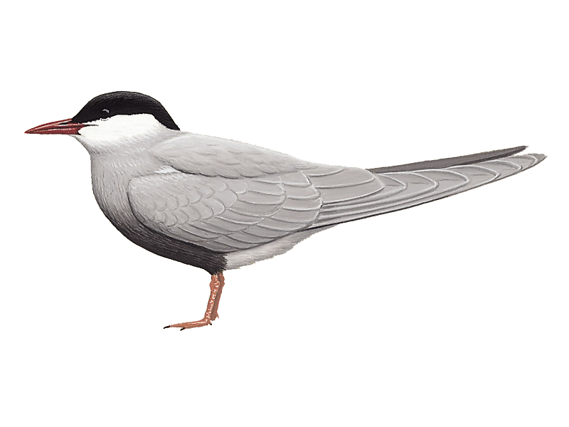 Sternidae Png Pic (silver, white)