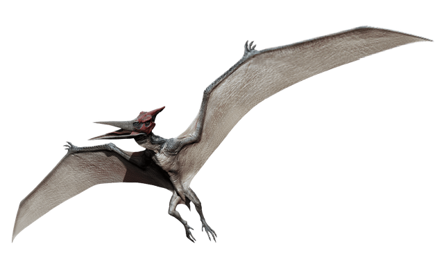 Pterosaurs Png Hd (gray, black)