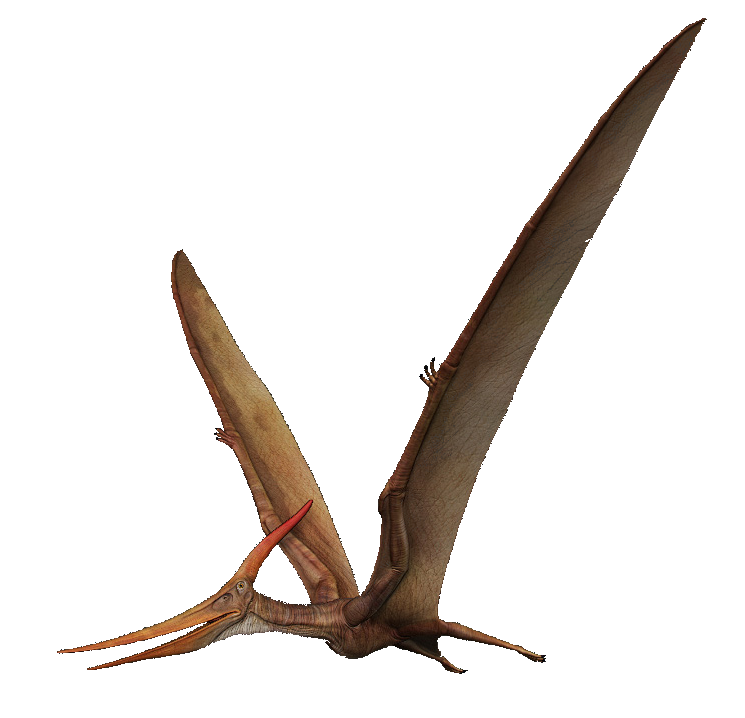 Pterosaurs Png Transparent Picture (black)