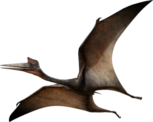 Pterosaurs Transparent Background (black)