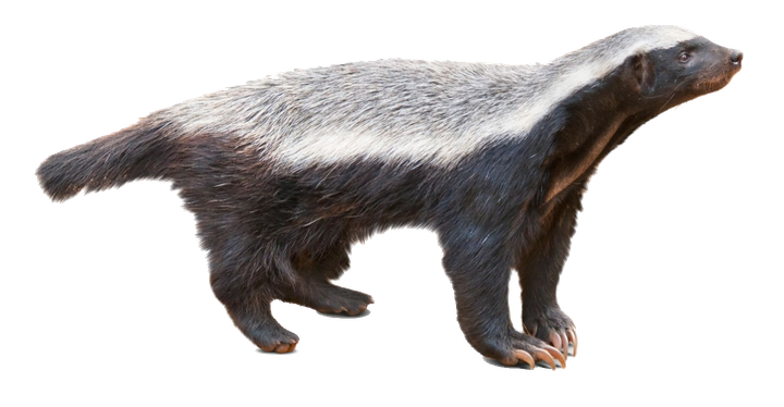 Stink Badgers Png Isolated File (indigo, black, silver)