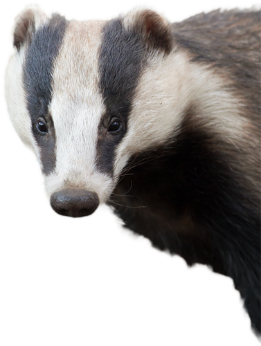 Stink Badgers Png Isolated Photo (black)