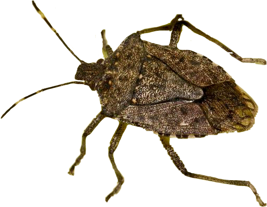 Stink Bugs Png File (black)