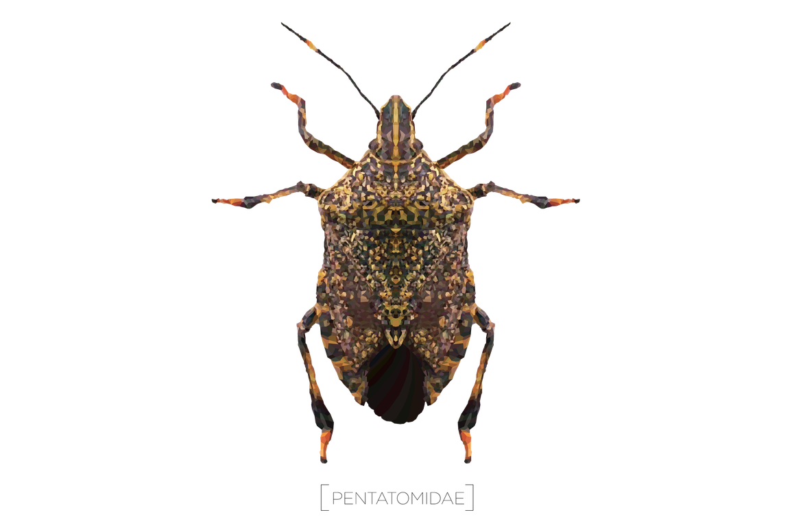 Stink Bugs Png Hd Isolated (black)