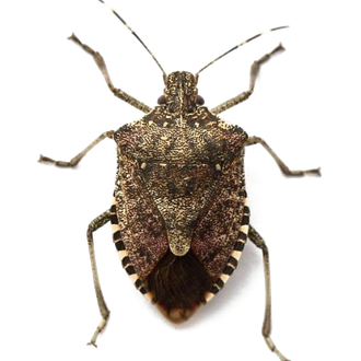 Stink Bugs Png Hd (black, white)