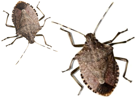 Stink Bugs Png Image (black, white)