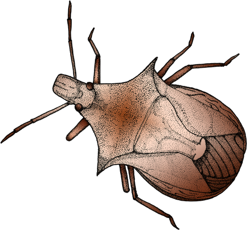 Stink Bugs Png Isolated File (black)