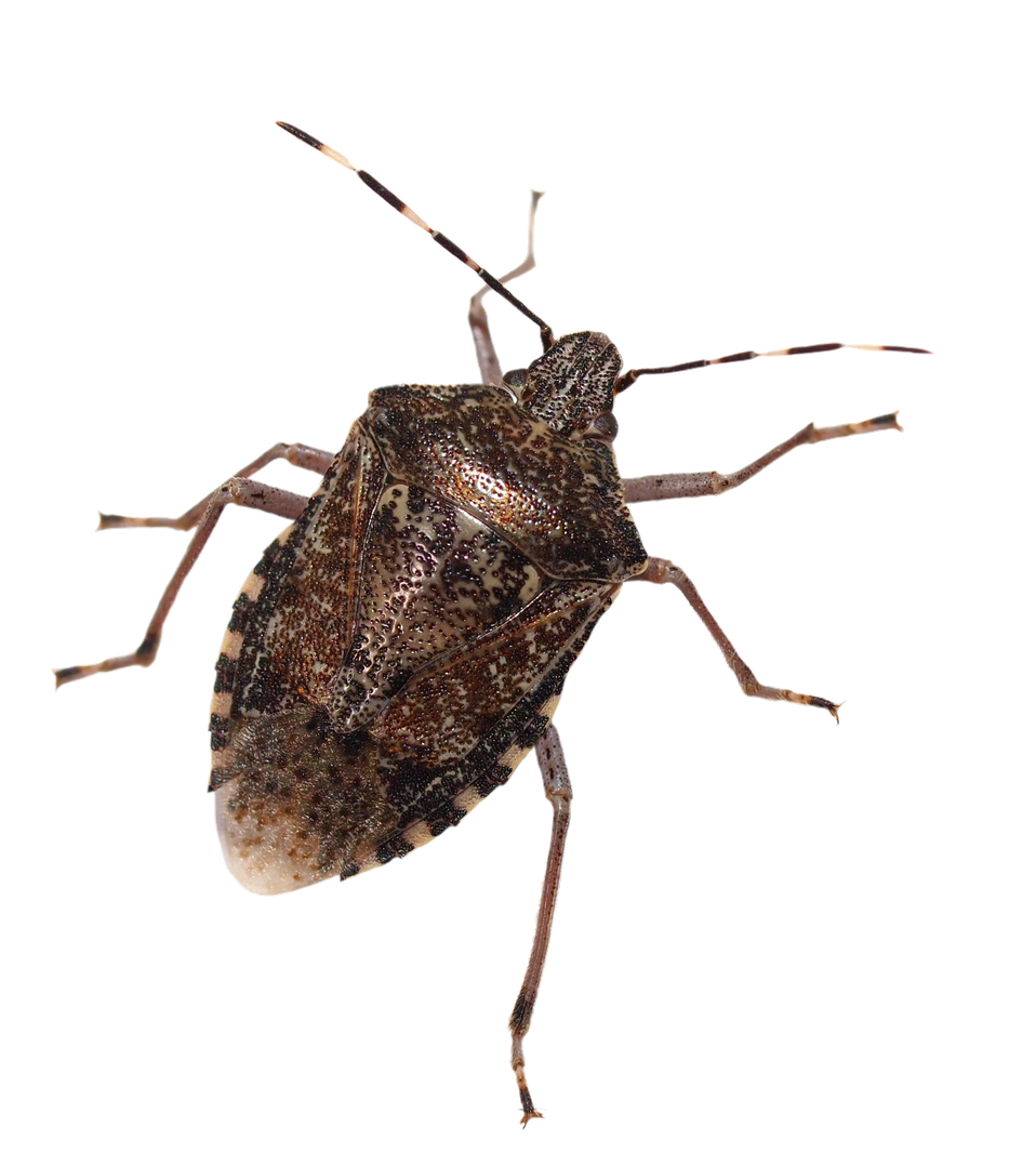 Stink Bugs Png Isolated Image (black)