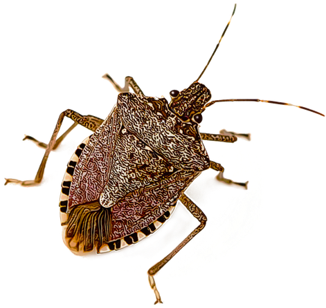 Stink Bugs Png Isolated Pic (black, white)