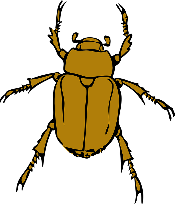 Stink Bugs Png Photo (black, chocolate)