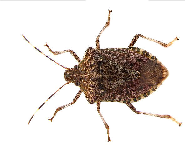 Stink Bugs Png Photos (black, gray, white)