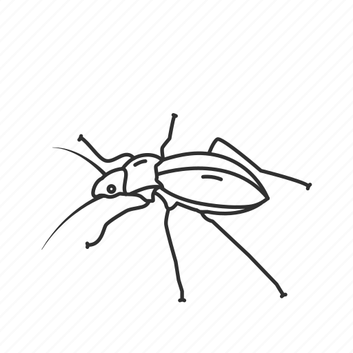 Stink Bugs Png Pic (black)