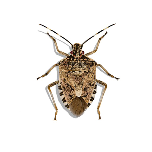 Stink Bugs Png (white)