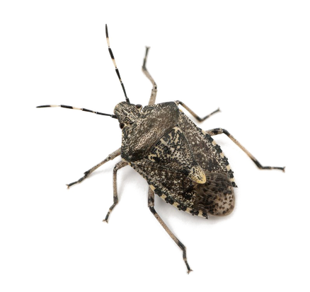 Stink Bugs Transparent Png (black, white)