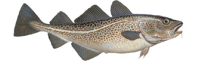 Atlantic Cod Png Clipart (indigo, white, black, silver, gray)