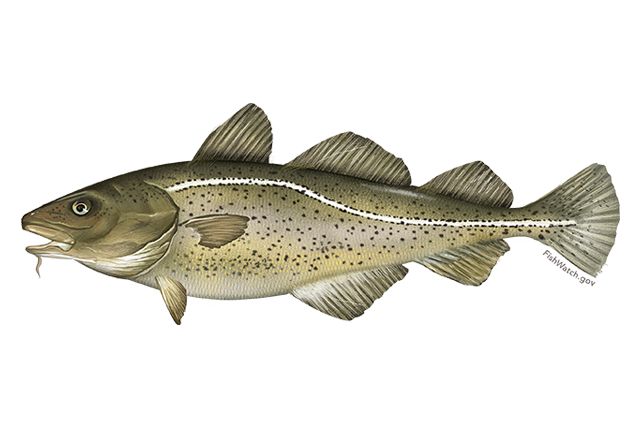 Atlantic Cod Png File (white, silver, gray, olive)