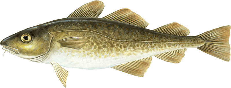 Atlantic Cod Png Hd Isolated (beige, black, gray, olive)