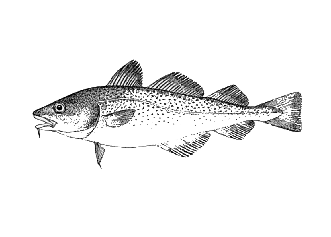 Atlantic Cod Png Hd (black, gray, indigo)