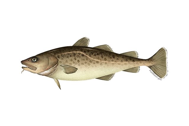 Atlantic Cod Png Image (indigo, white, lavender, gray, olive)