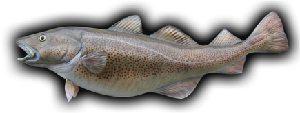 Atlantic Cod Png Isolated File (black)