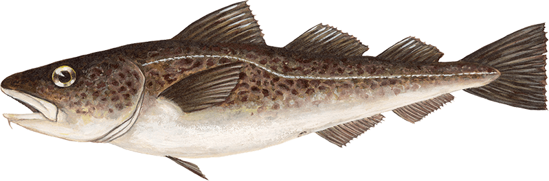 Atlantic Cod Png Pic (beige, black)