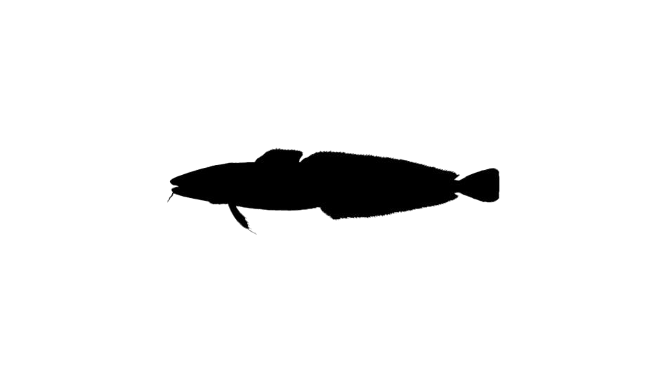 Atlantic Cod Png Picture (white, lavender, black, gray)