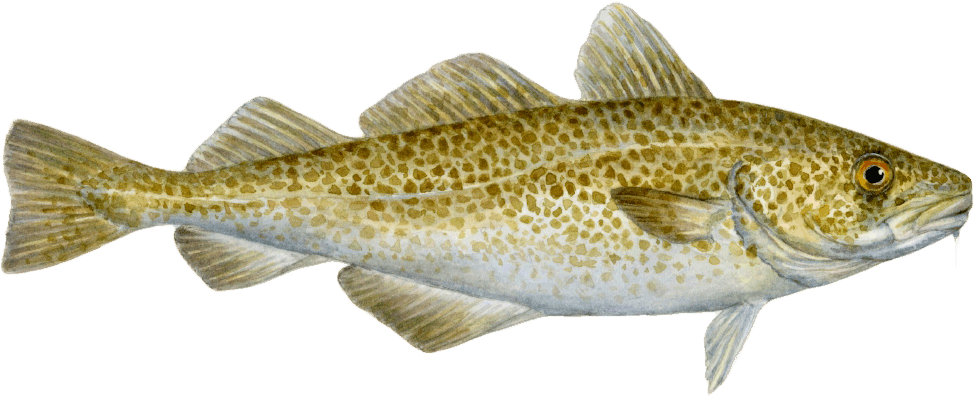 Atlantic Cod Png Transparent (black, silver)