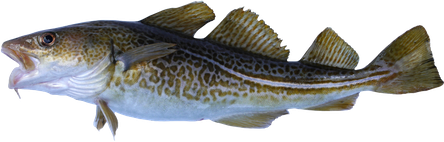 Atlantic Cod Png (black, silver)