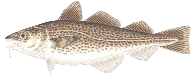 Atlantic Cod Transparent Png (white, beige, black, gray)