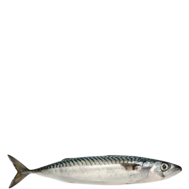 Atlantic Mackerel Download Png Image (beige, black, silver)