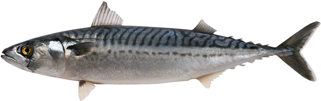 Atlantic Mackerel Png Clipart (black, gray, silver)