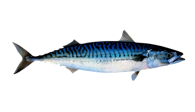 Atlantic Mackerel Png File (black)