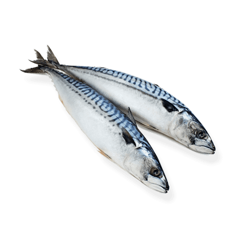 Atlantic Mackerel Png Free Download (lavender, black, gray)