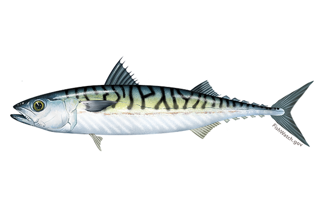 Atlantic Mackerel Png Hd Isolated (indigo, white, silver, lavender, gray)