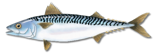 Atlantic Mackerel Png Hd (white, black, gray)