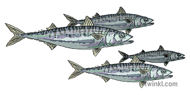 Atlantic Mackerel Png Image (gray)