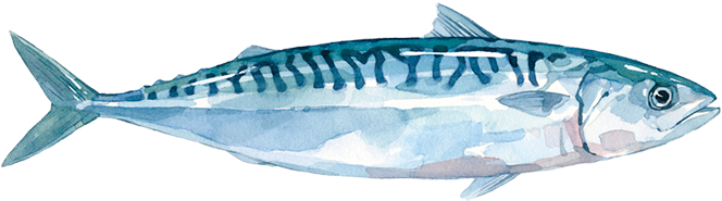 Atlantic Mackerel Png Isolated File (lavender, black, gray)