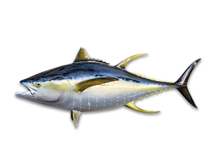 Atlantic Mackerel Png Isolated Hd (black, gray)