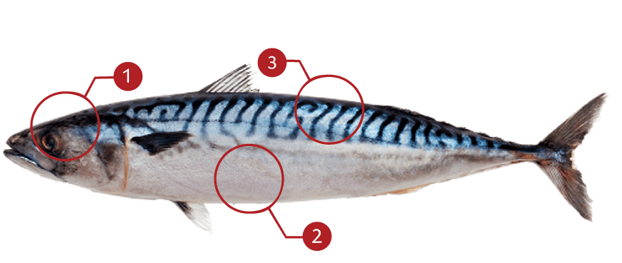 Atlantic Mackerel Png Isolated Image (gray)