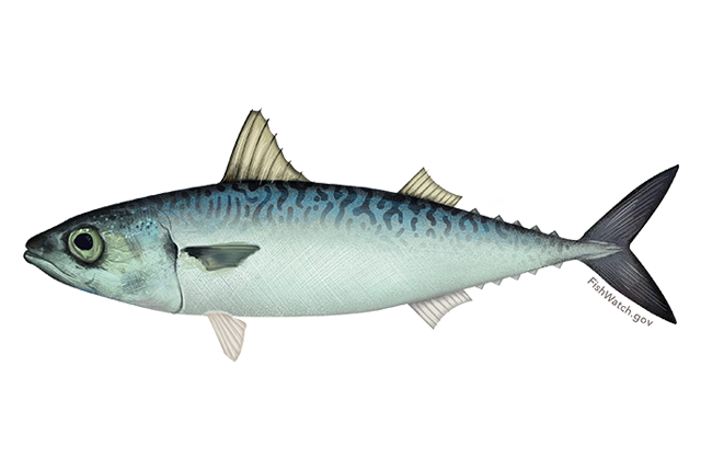 Atlantic Mackerel Png Isolated Photo (white, beige, lavender, mint, gray)