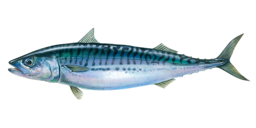 Atlantic Mackerel Png Isolated Pic (black, gray, teal)