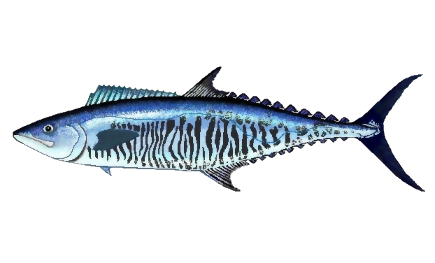 Atlantic Mackerel Png Photo (black)