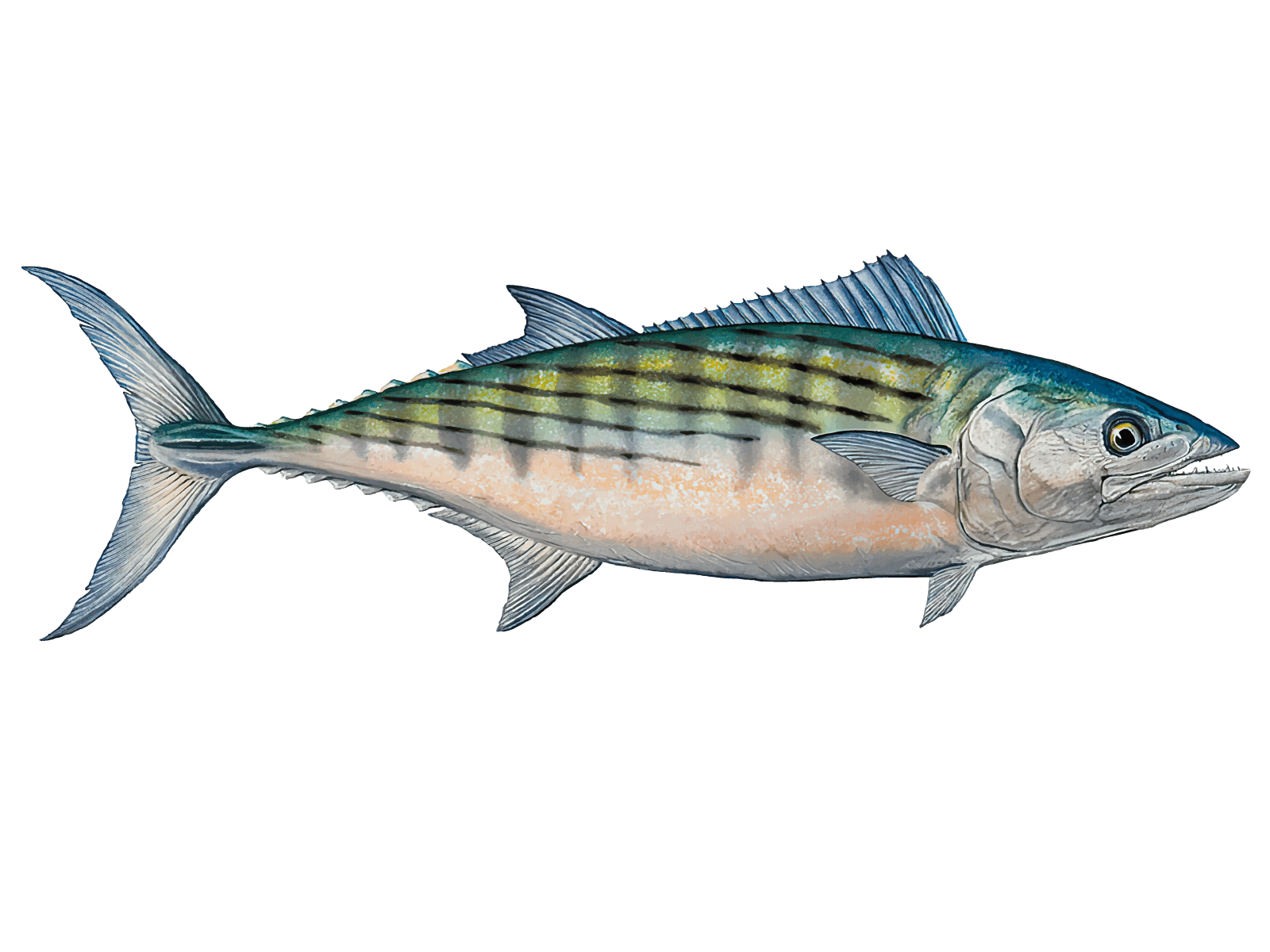 Atlantic Mackerel Png Photos (gray)