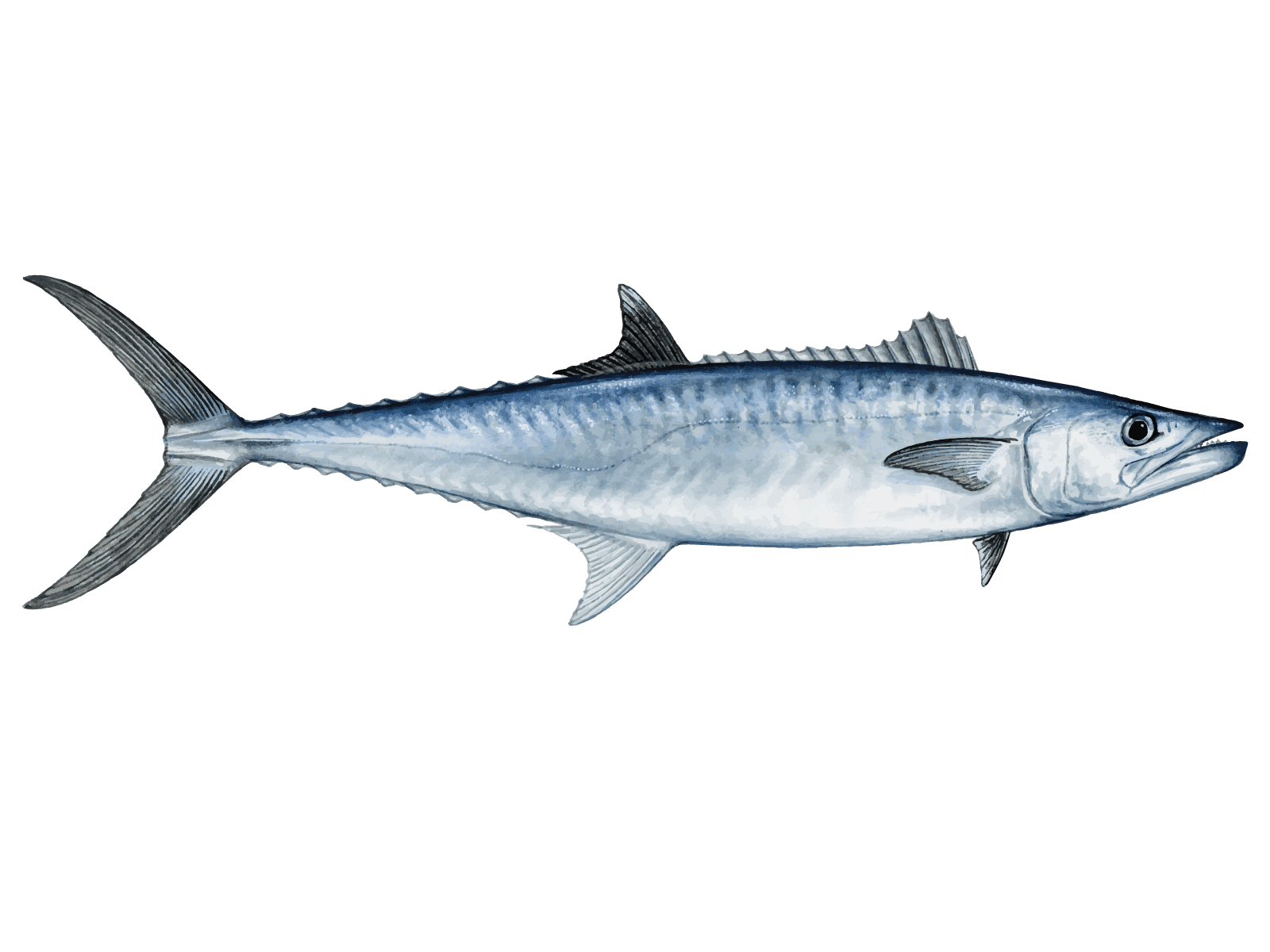 Atlantic Mackerel Png Pic (gray)