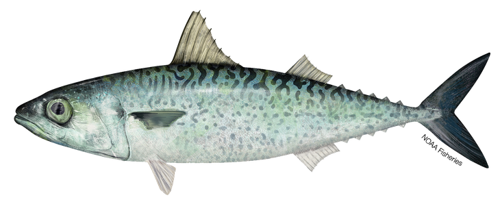 Atlantic Mackerel Png Picture (beige, black)