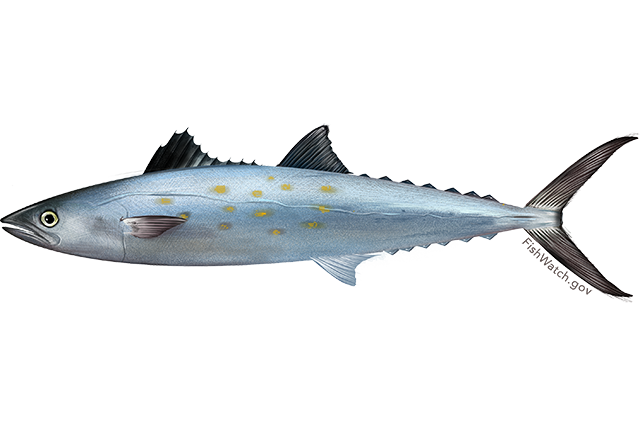 Atlantic Mackerel Png Transparent (white, lavender, silver, gray)